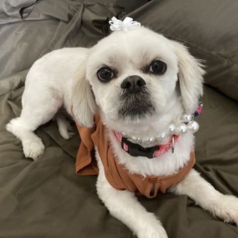 ALL DOGS GO TO BEV Updated May 2025 128 Photos 138 Reviews 3050 E Desert Inn Rd Las Vegas Nevada Pet Groomers Phone Number Yelp