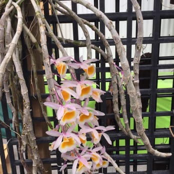 Norman's Orchid Nursery - Nurseries & Gardening Near Me - Montclair, California Norman's Orchid Nursery - Nurseries & Gardening Near Me - Montclair, California