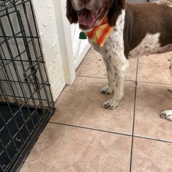 Platinum Grooming - Pet Groomers Near Me - Mesa, Arizona Platinum Grooming - Pet Groomers Near Me - Mesa, Arizona