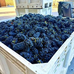 Grape clusters just picked