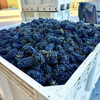 Ecluse Wines - Grape clusters just picked - Wineries Near Me - Paso Robles, California