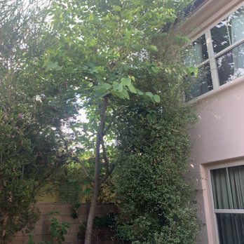 Premier Tree Experts - Tree trimmed - Tree Services Near Me - Orange, California