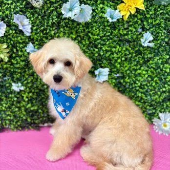 Happy Pup Spa - After - Pet Groomers Near Me - Chamblee, Georgia Happy Pup Spa - After - Pet Groomers Near Me - Chamblee, Georgia