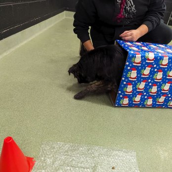 The Board Hound - One-on-One Brain Games - Pet Boarding Near Me - Alexandria, Virginia The Board Hound - One-on-One Brain Games - Pet Boarding Near Me - Alexandria, Virginia
