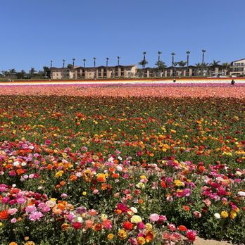 The Flower Fields - Venues & Event Spaces Near Me - Carlsbad, California The Flower Fields - Venues & Event Spaces Near Me - Carlsbad, California