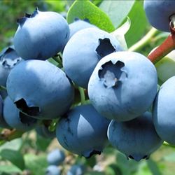 Crabtrees Books & Blueberries