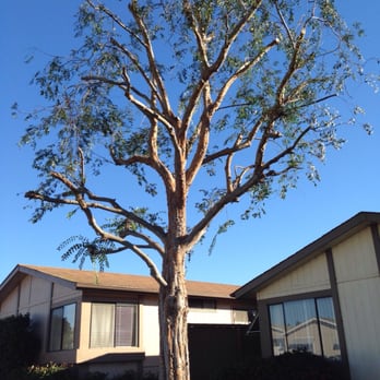 Central City Tree Service - My tree trim job! - Landscaping Near Me - Santa Maria, California Central City Tree Service - My tree trim job! - Landscaping Near Me - Santa Maria, California