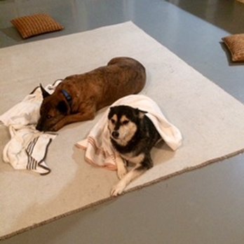 Cottage kennel - Pet Sitting Near Me - Athens, Alabama