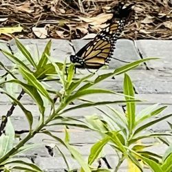 Auburndale Rotary Butterfly Park