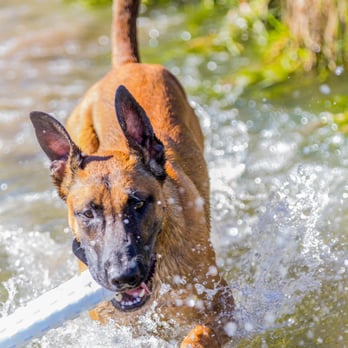 Focused Dog Training - Pet Training Near Me Focused Dog Training - Pet Training Near Me