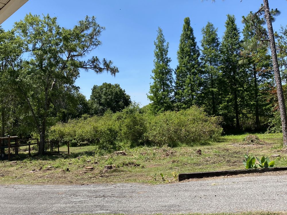 D & D Tree Service - tree service in Wesley Chapel, FL