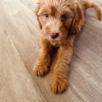 River Doodles - Pet Breeders Near Me - Brea, California River Doodles - Pet Breeders Near Me - Brea, California