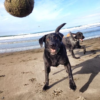 Two Feet Four Paws - Dog Walkers Near Me - Portland, Oregon