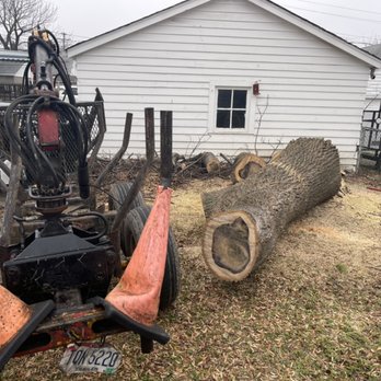 Tree Gods Tree Service - a tree being cut - Tree Services Near Me Tree Gods Tree Service - a tree being cut - Tree Services Near Me