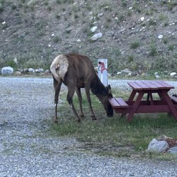 Yellowstone R V Park & Campground