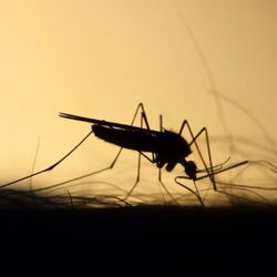 Hometown Pest Control