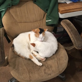 Bamboo Garden - Pristine office and adorable cats - Nurseries & Gardening Near Me - North Plains, Oregon