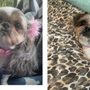 Photo of Yucaipa Dog & Cat Grooming