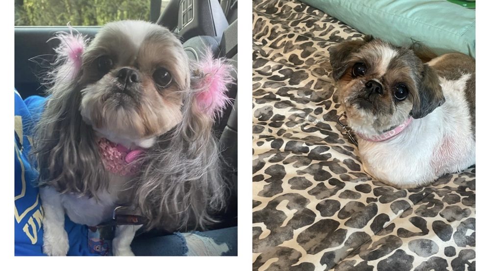 YUCAIPA DOG &amp; CAT GROOMING - 51 Photos &amp; 31 Reviews - Yucaipa, California - Pet Groomers - Phone