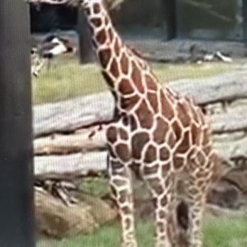 Caldwell Zoo - Zoos Near Me - Tyler, Texas Caldwell Zoo - Zoos Near Me - Tyler, Texas
