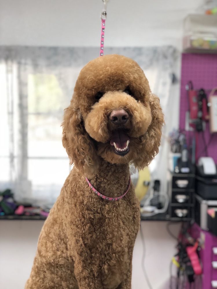 PAWTASTIC PET GROOMING with 12 real customer photos Updated August 2024 260 B Pittman Rd