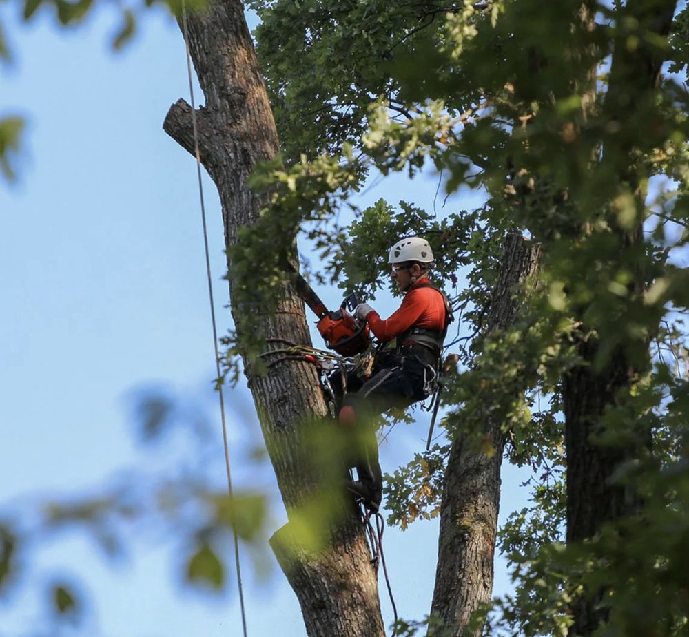 Hiatt's Tree Service - tree service in Chesapeake, VA