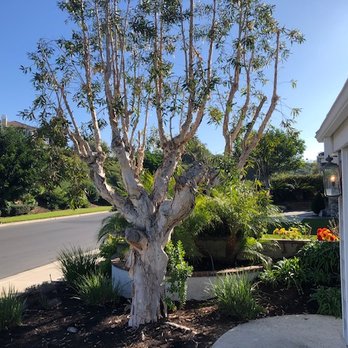 Supreme Tree Experts - Front Before - Tree Services Near Me - Santa Ana, California