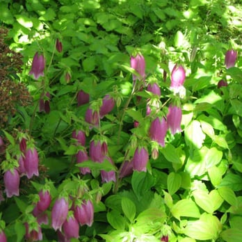 The Oregon Garden - pink bells - Botanical Gardens Near Me - Silverton, Oregon The Oregon Garden - pink bells - Botanical Gardens Near Me - Silverton, Oregon