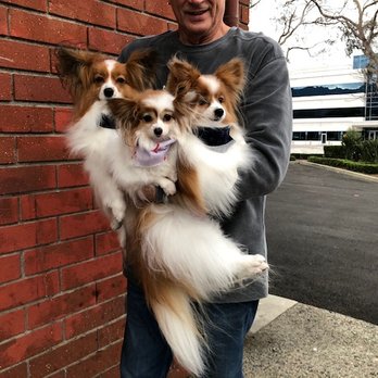 The Paw Spa - Our papillon fur babies always beautifully done - Pet Groomers Near Me - Corona, California The Paw Spa - Our papillon fur babies always beautifully done - Pet Groomers Near Me - Corona, California