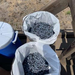 Tammen Treeberry Farm