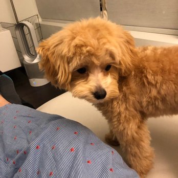 Coiffure - Myra didn't cut my dog's eyelashes so he can show off his beautiful eyelashes - Pet Groomers Near Me - San Francisco, California