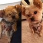 Photo of Best In Show Pet Salon