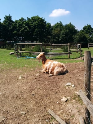 Hackney City Farm by null