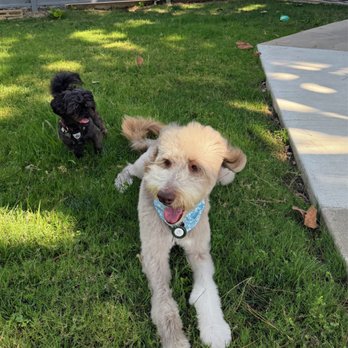 Colee's Pet Care - Dog Walkers Near Me Colee's Pet Care - Dog Walkers Near Me