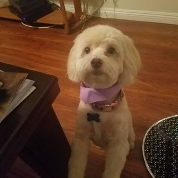 Pet Spaw - Needed a groomer...found a fantastic one! - Pet Groomers Near Me - Glendora, California Pet Spaw - Needed a groomer...found a fantastic one! - Pet Groomers Near Me - Glendora, California
