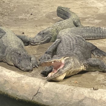 Gator Golf - Mini Golf Near Me - Orlando, Florida