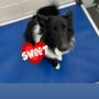Photo of The Barkshire Resort For Paws