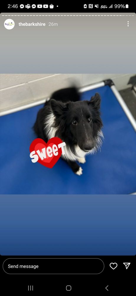 The Barkshire Resort For Paws - pet boarding facility in Troy, MI