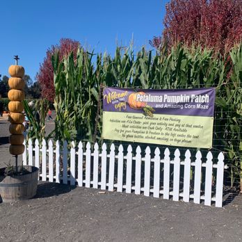 Petaluma Pumpkin Patch And Amazing Corn Maze - Pumpkin Patches Near Me - Petaluma, California Petaluma Pumpkin Patch And Amazing Corn Maze - Pumpkin Patches Near Me - Petaluma, California