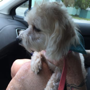 Pup Tent - Isn't Hunny handsome?! - Pet Sitting Near Me - Tampa, Florida Pup Tent - Isn't Hunny handsome?! - Pet Sitting Near Me - Tampa, Florida