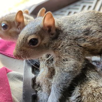 Swift Transitions - Wildlife removal service - Movers Near Me - Norfolk, Virginia