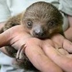 THE SLOTH CENTER AT ZOOLOGICAL WILDLIFE CONSERVATION CENTER - CLOSED