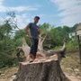 Photo of The Tree Man David