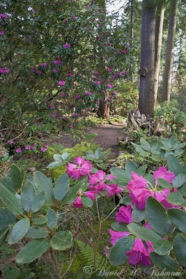Rhododendron Species Botanical Garden by null