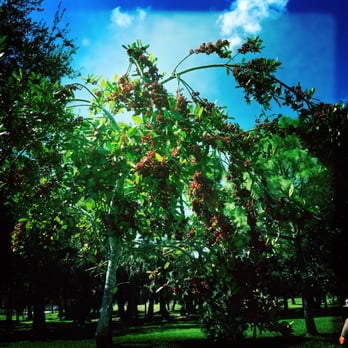 John Prince Park Campgrounds - Dahoon Holly! - Parks Near Me - West Palm Beach, Florida John Prince Park Campgrounds - Dahoon Holly! - Parks Near Me - West Palm Beach, Florida