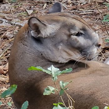 Tallahassee Museum - Museums Near Me - Tallahassee, Florida