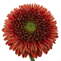 Titaan Gerrondo (type of Gerbera)