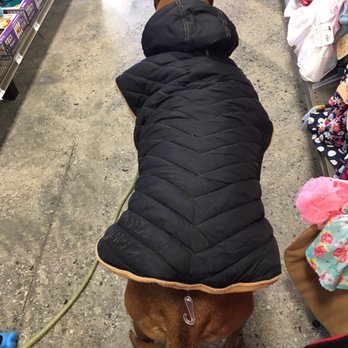 Petco - Stylin' in his snow coat...ready to take on mammoth mountain! - Pet Stores Near Me - La Canada, California Petco - Stylin' in his snow coat...ready to take on mammoth mountain! - Pet Stores Near Me - La Canada, California