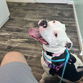 East Beach Veterinary Care - Sasha in for her first appointment. - Veterinarians Near Me - Norfolk, Virginia