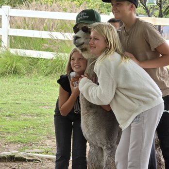 Canzelle Alpacas - Very cool Alpaca - Farms Near Me - Carpinteria, California Canzelle Alpacas - Very cool Alpaca - Farms Near Me - Carpinteria, California